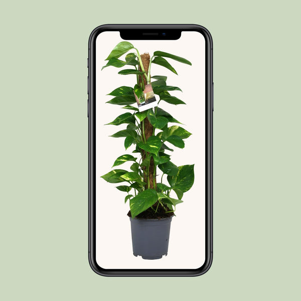 Pothos - Epipremnum aureum - Ø19cm - ↕80cm
