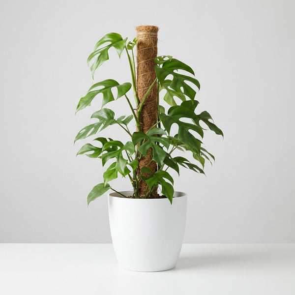 Mini Gatenplant - Monstera Minima Mosstok - Ø19cm - ↕90cm