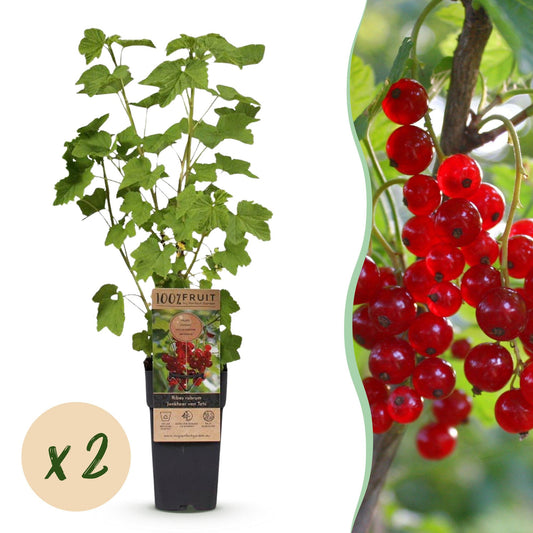 Bessenplant - Ribes rubrum Jonkheer van Tets - Ø15cm - ↕50cm