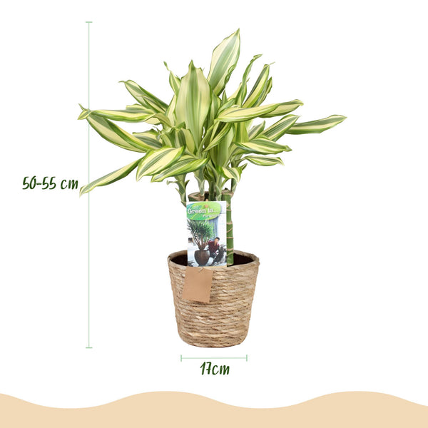 Drakenbloedboom - Dracaena fragrans Diamond Dream - Ø17cm - ↕50-55cm
