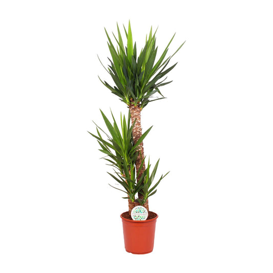 Palmlelie - Yucca elephantipes - Ø24cm - ↕125cm