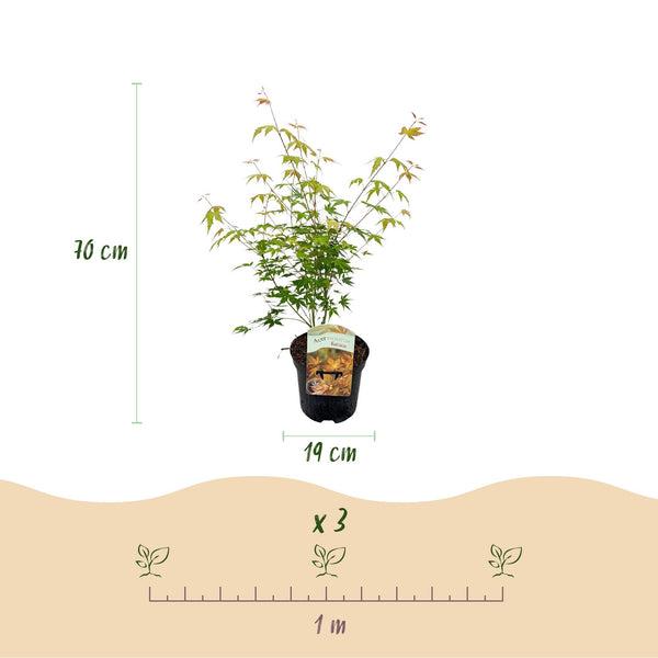 Japanse Esdoorn - Acer palmatum Katsura - Oranje - Ø19cm - ↕70cm