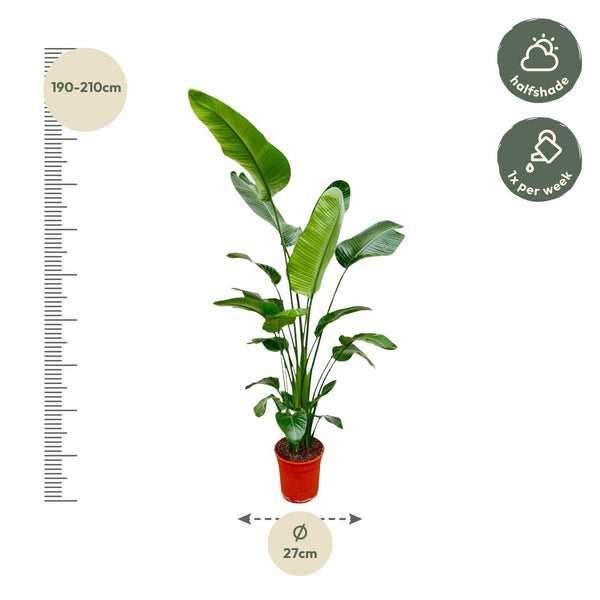 Witte paradijsvogelplant - Strelitzia nicolai - Ø25cm - ↕180-200cm