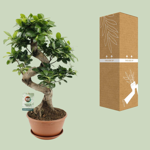 Vijgenboom - Ficus Ginseng - Ø22cm - ↕60cm