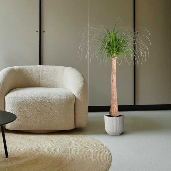 Beaucarnea stam - Ø32cm - ↕120cm