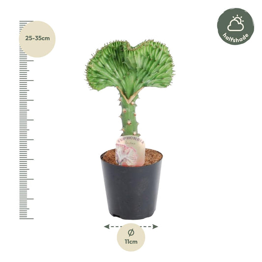 Wolfsmelk - Euphorbia lactea Cristata groen - Ø10cm - ↕30cm