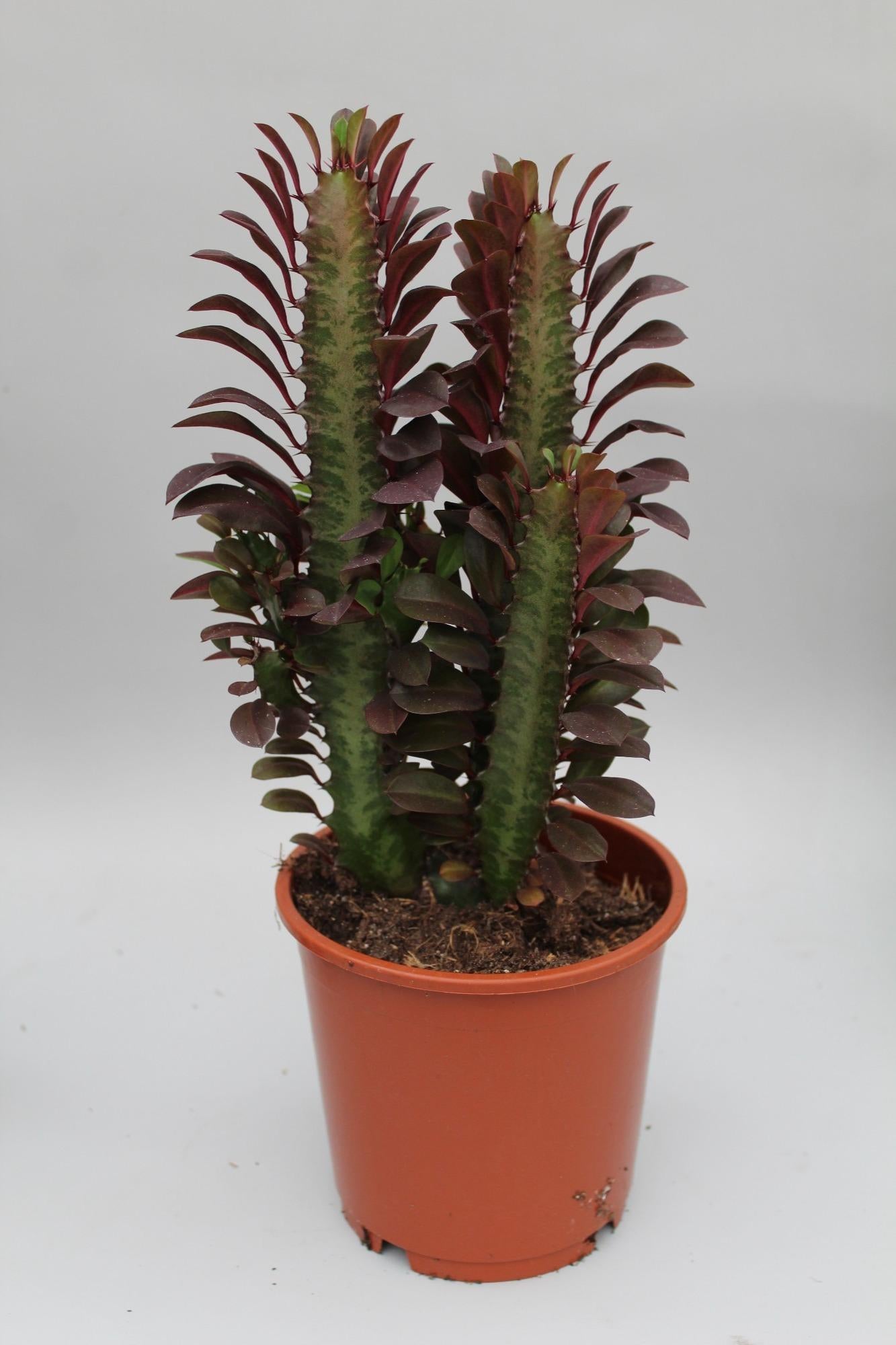 Wolfsmelk - Euphorbia trigona Rubra - Ø12cm - ↕40cm