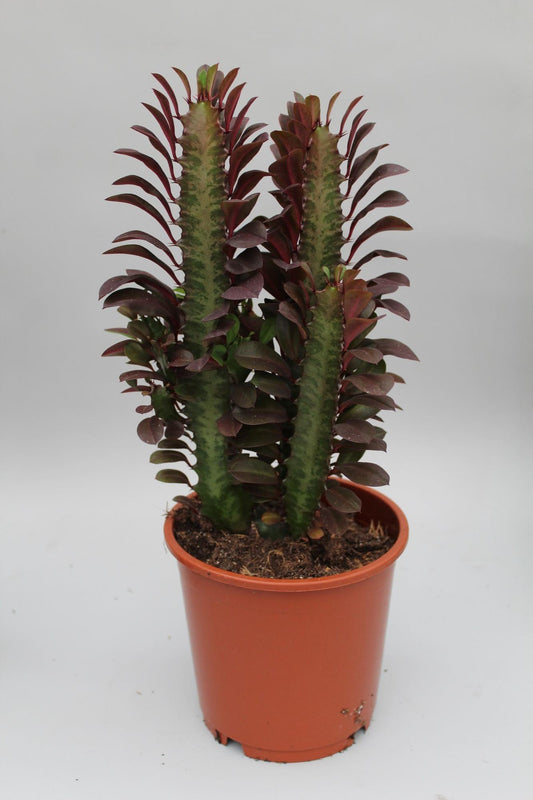 Wolfsmelk - Euphorbia trigona Rubra - Ø12cm - ↕40cm