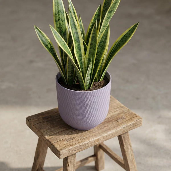 Pot Elho Jazz Round - lavender lilac - Ø14cm