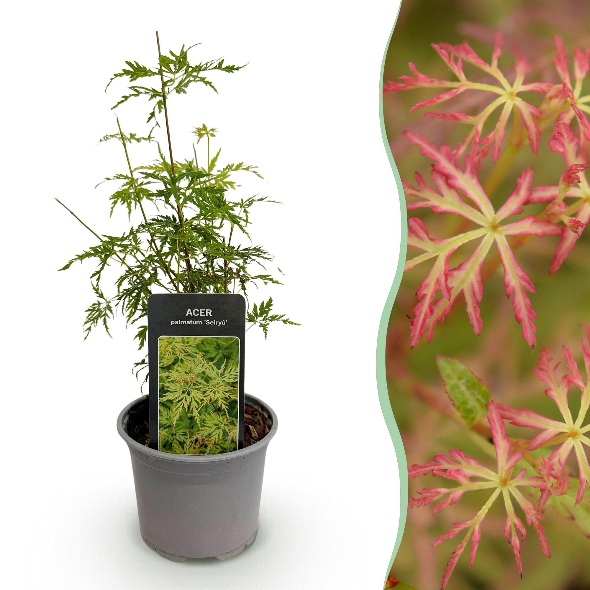 Japanse Esdoorn - Acer palmatum Seiryu - Ø12cm - ↕35cm
