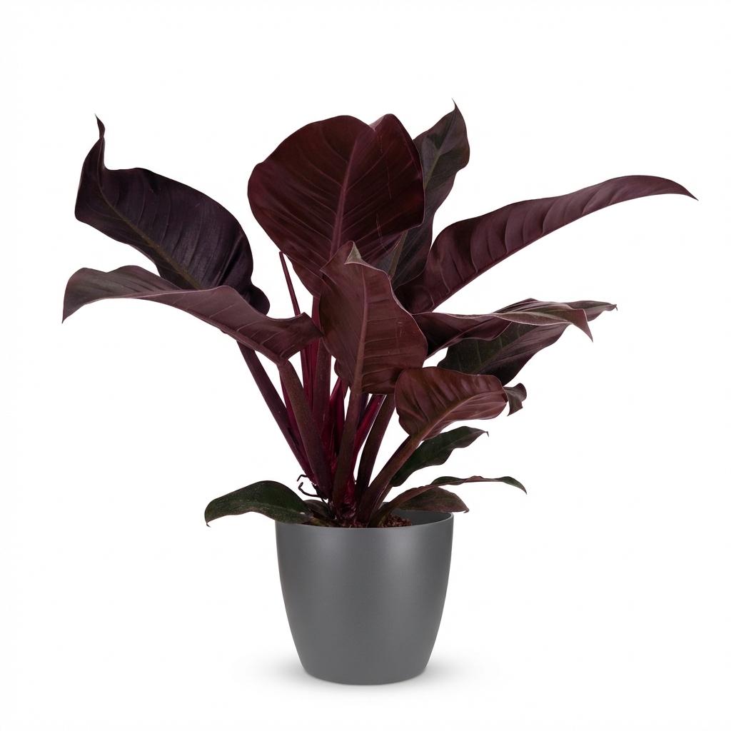 Philodendron Imperial Red - Rood - Ø19cm - ↕60cm