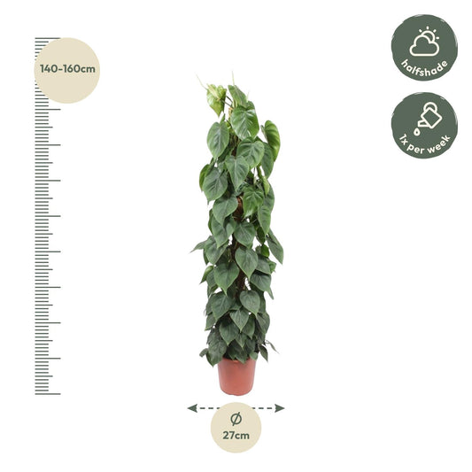 Philodendron Scandens mosstok - Ø27cm - ↕150cm