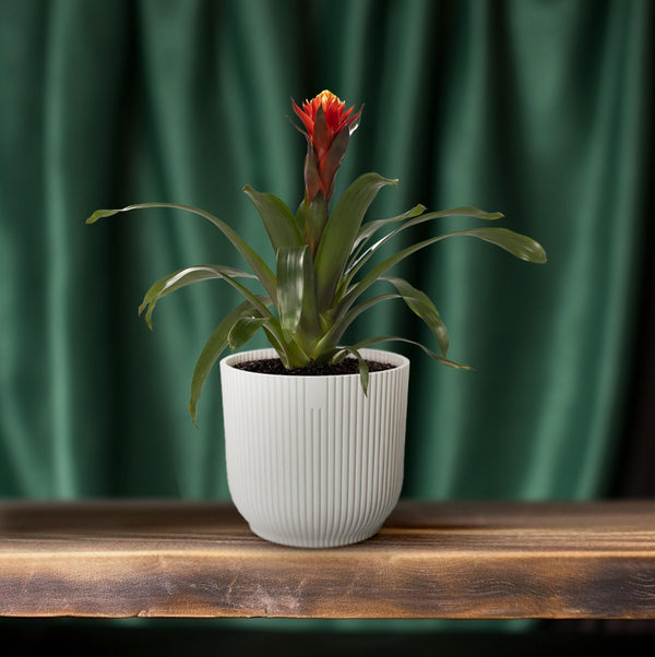 Guzmania Happiness - Ø12cm↕45cm