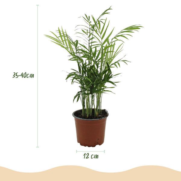 Bergpalm - Chamaedorea elegans - Ø12cm - ↕15cm