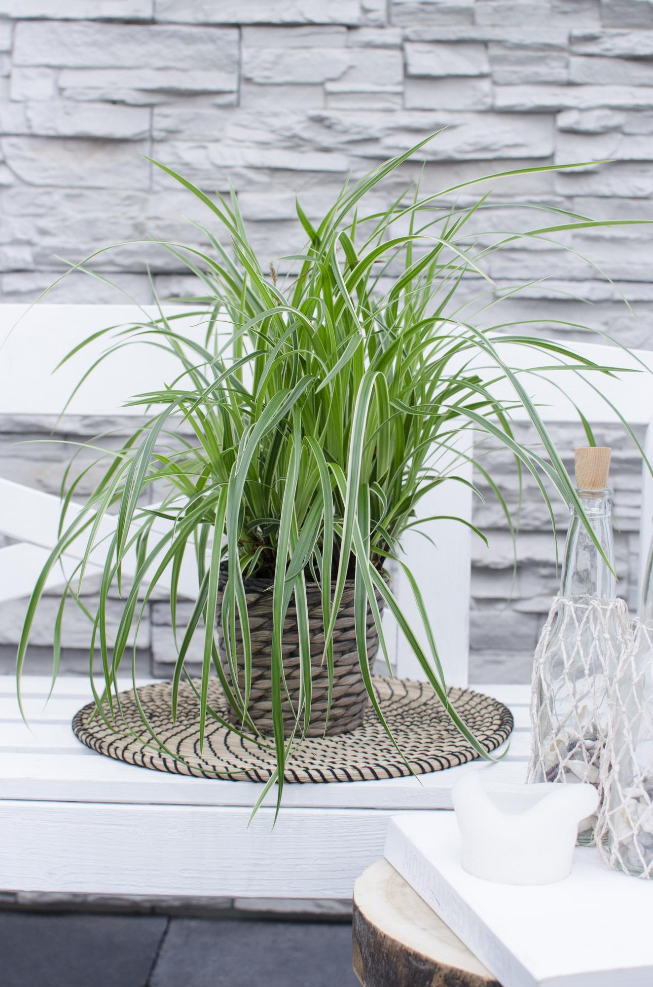 Zegge - Carex morrowii 'Ice Dance' - Ø14cm - ↕30cm