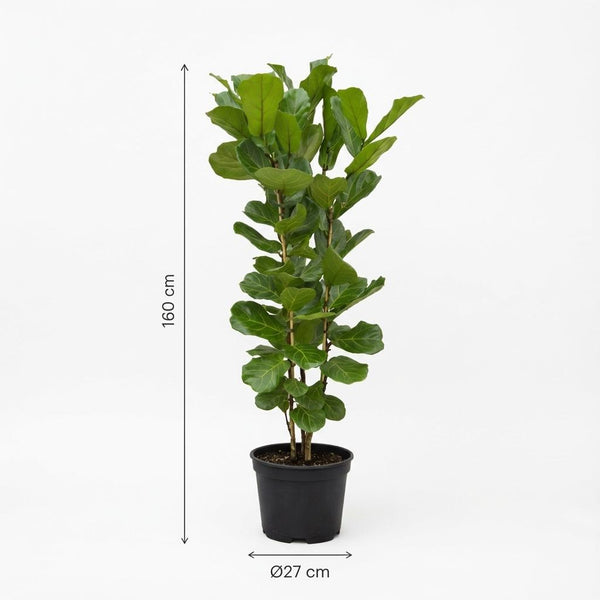 Vioolbladplant - Ficus lyrata struik - Ø27cm - ↕140cm
