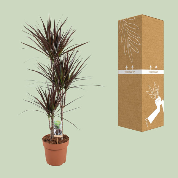 Drakenbloedboom - Dracaena Magenta - Ø21cm - ↕120cm