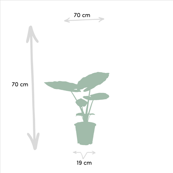Witte paradijsvogelplant - Strelitzia nicolai - Ø19cm - ↕85cm