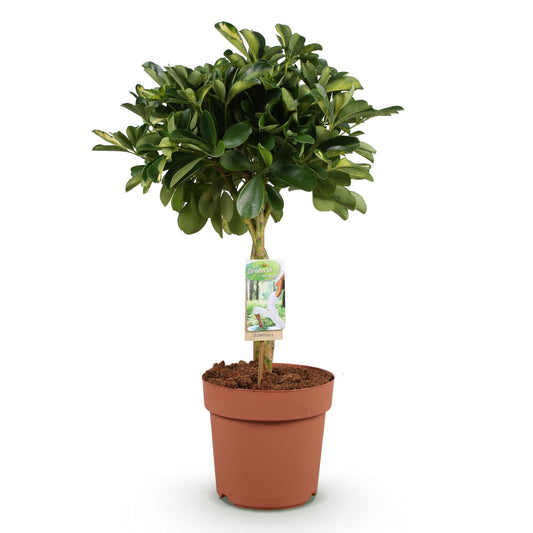 Vingerboom - Schefflera Gold Capelle - Ø21cm - ↕70-81cm