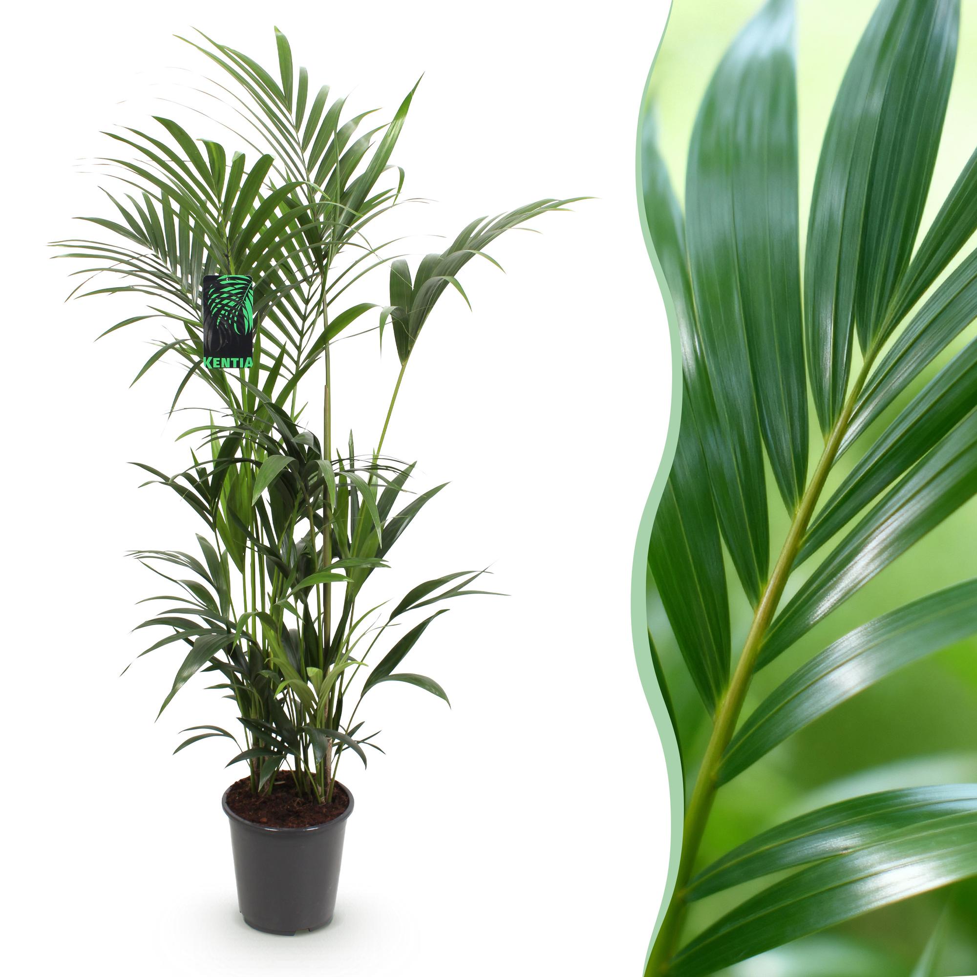 Kentiapalm - Howea forsteriana - Ø27cm - ↕160-170cm