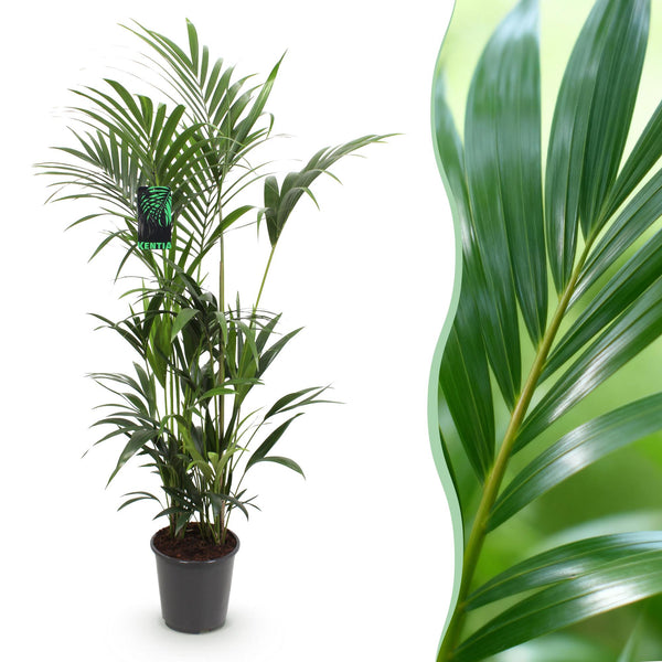 Kentiapalm - Howea forsteriana - Ø27cm - ↕160-170cm