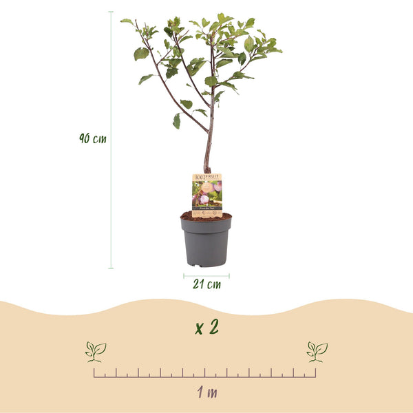 Pruimenboom - Prunus domestica 'Opal' - Ø21cm - ↕90cm