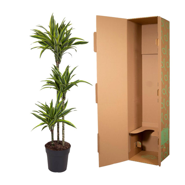 Drakenbloedboom - Dracaena Lemon Lime - Ø27cm - ↕160cm