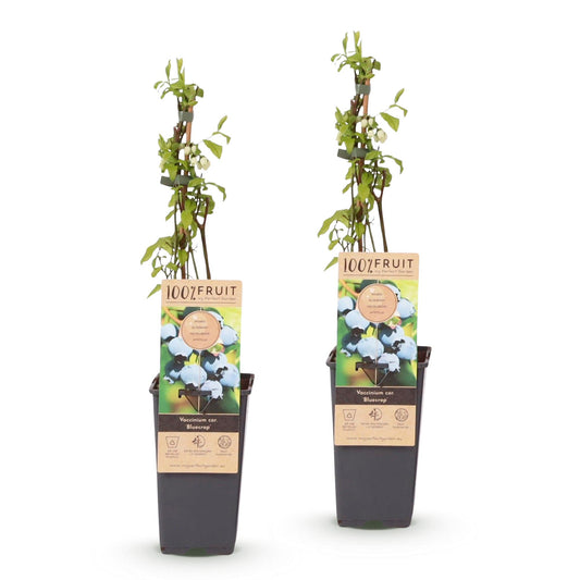 Bosbes - Vaccinium corymbosum Bluecrop - Ø15cm - ↕50cm