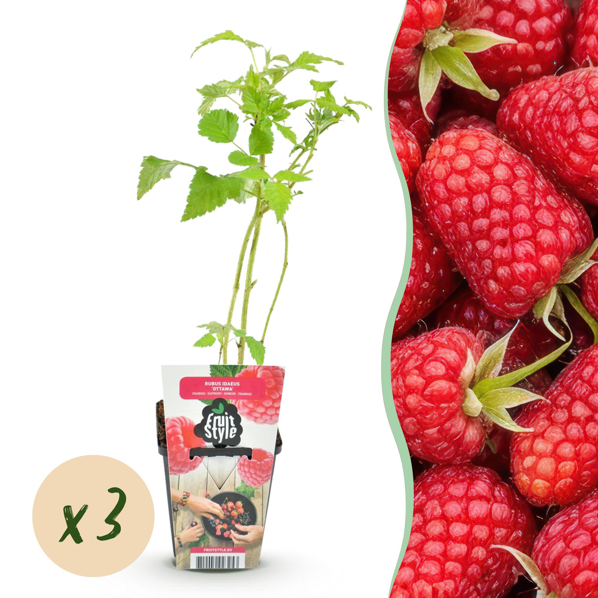 Frambozenplant - Rubus idaeus Heritage - Ø9cm