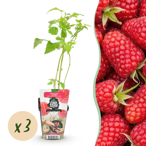 Frambozenplant - Rubus idaeus Heritage - Ø9cm