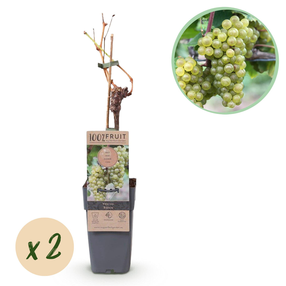 Druif - Vitis vinifera Bianca - Ø15cm - ↕50cm