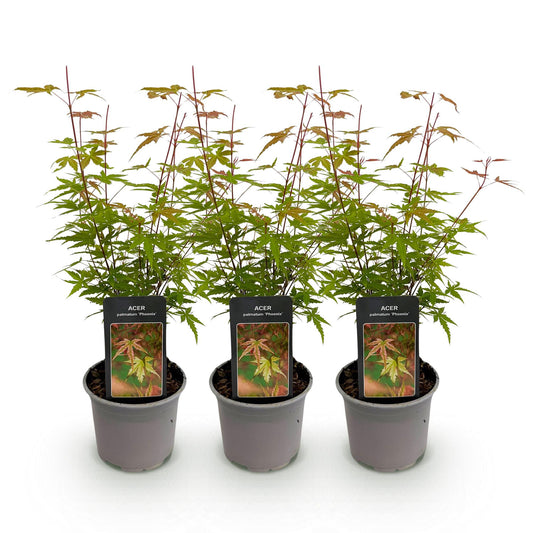 Japanse Esdoorn - Acer palmatum Phoenix - Roze - Ø12cm - ↕35cm