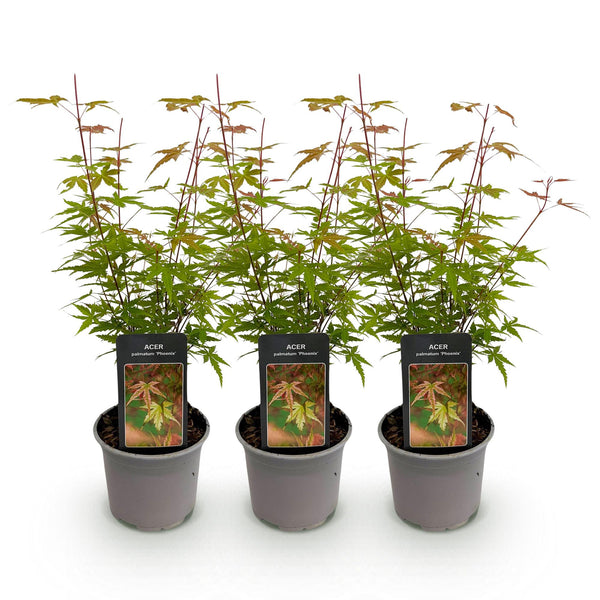 Japanse Esdoorn - Acer palmatum Phoenix - Roze - Ø12cm - ↕35cm