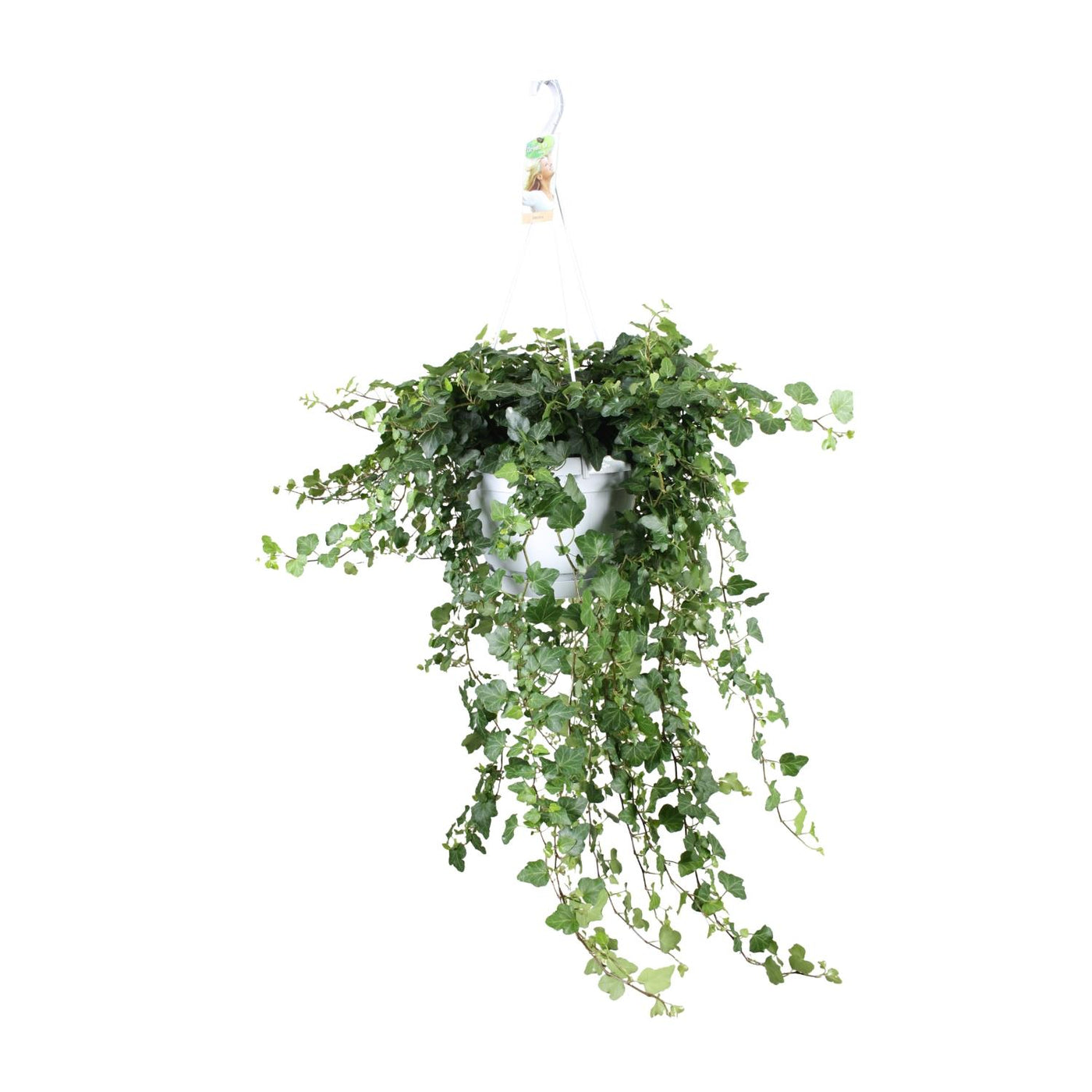 Klimop - Hedera Wonder Green - Ø24cm - ↕70cm