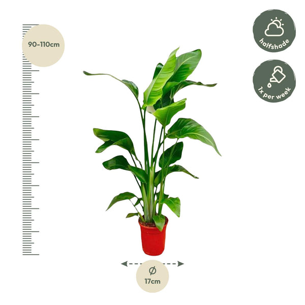 Witte paradijsvogelplant - Strelitzia nicolai - Ø17cm - ↕70-100cm