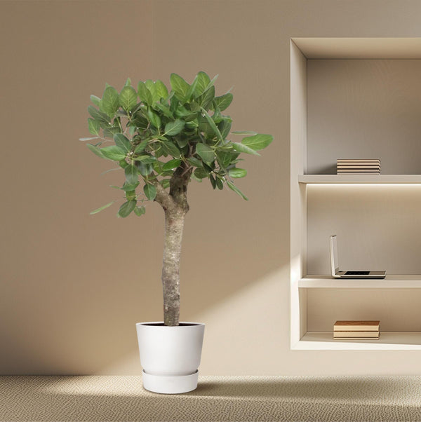 Bengaalse Vijg - Ficus benghalensis - Ø30cm - ↕150cm