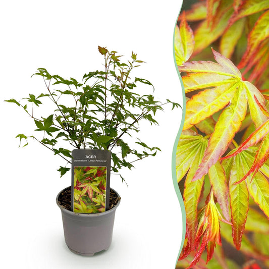 Japanse Esdoorn - Acer palmatum Little Princess - Ø12cm - ↕35cm