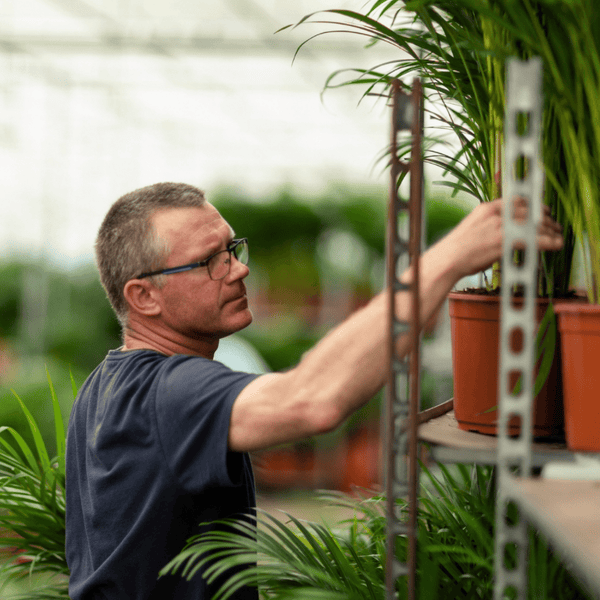 Arecapalm - Areca palm - Ø17cm - ↕70cm