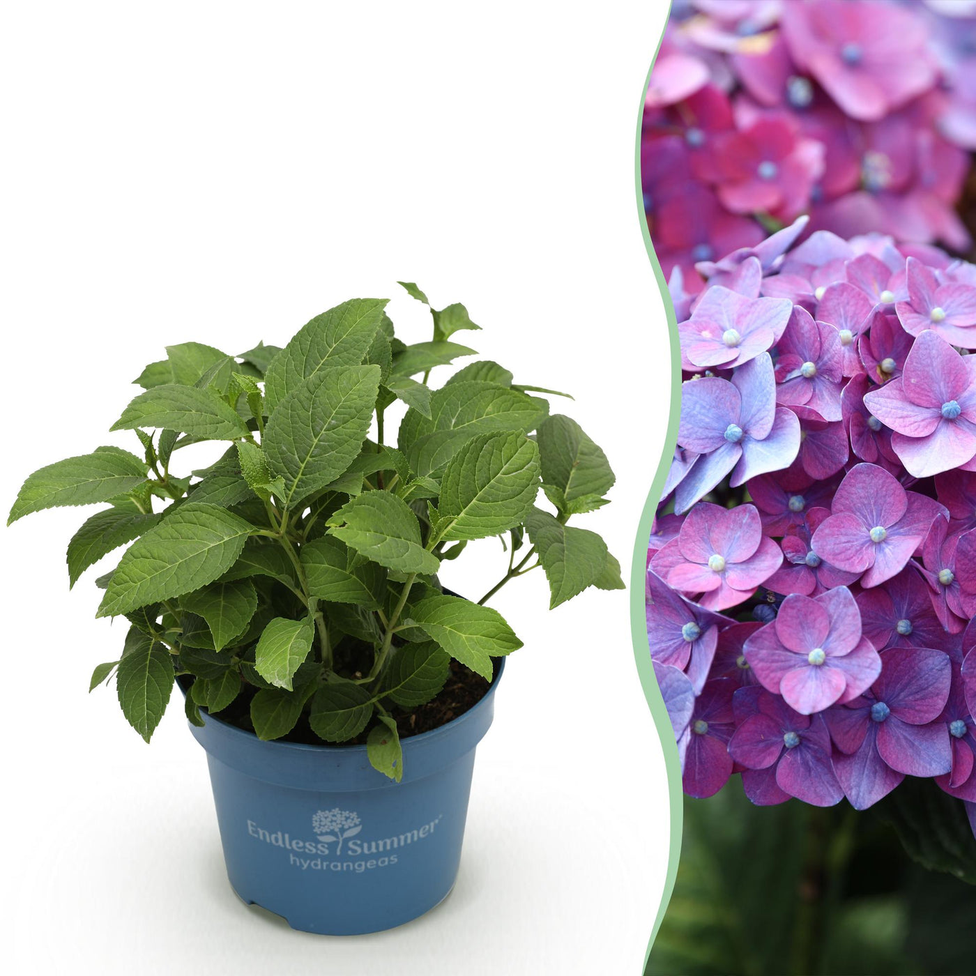 Hortensia - Hydrangea Endless Summer 'Summer Love' - paars - Ø14cm - ↕20-25cm