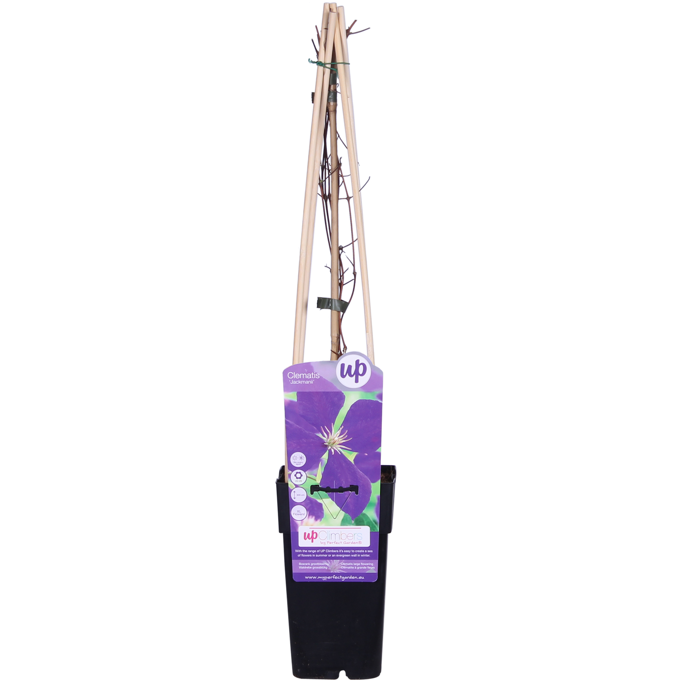 Bosrank - Clematis Jackmanii - Ø15cm - ↕65cm