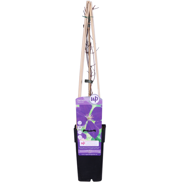 Bosrank - Clematis Jackmanii - Ø15cm - ↕65cm