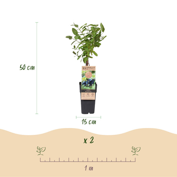 Honingbes - Lonicera caerulea Kamchatika - Ø15cm - ↕50cm