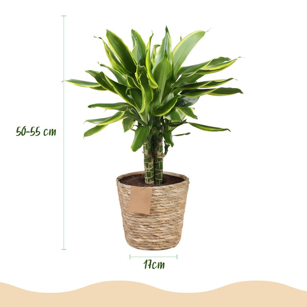 Drakenbloedboom - Dracaena fragrans Golden Coast - Ø17cm - ↕50-55cm