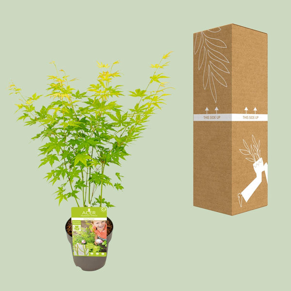Japanse Esdoorn - Acer palmatum Going Green - Ø15cm - ↕30cm