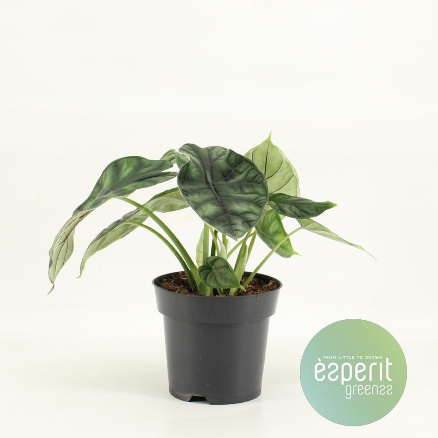 Olifantsoor - Alocasia Dragon Scale - Ø14cm - ↕25cm