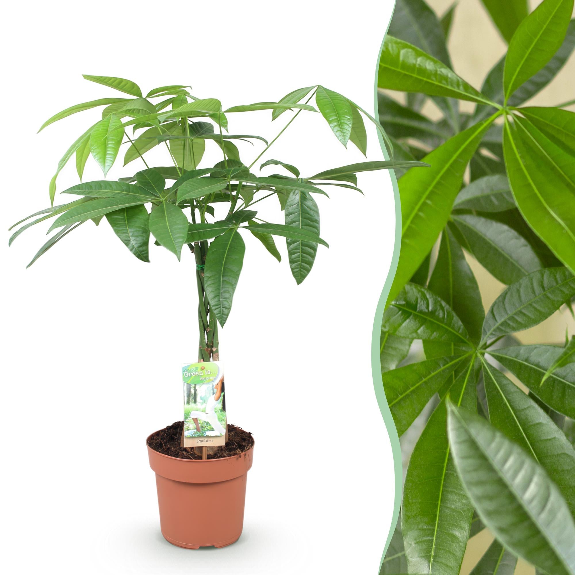 Geldboom - Pachira aquatica gevlochten stam - Ø17cm - ↕60-70cm