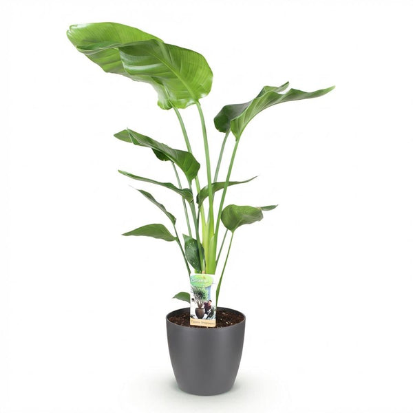 Witte paradijsvogelplant - Strelitzia nicolai - Ø21cm - ↕110-120cm