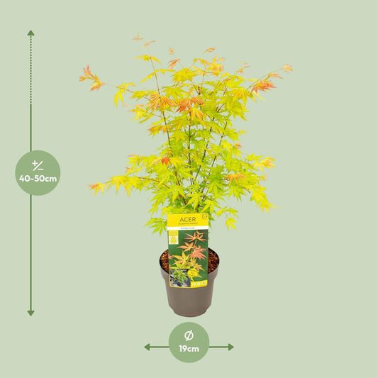 Japanse Esdoorn - Acer palmatum Orange Dream - Ø19cm - ↕50cm