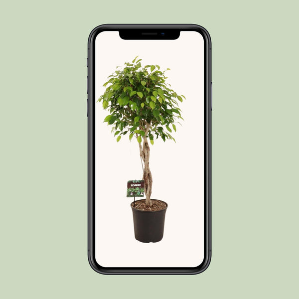 Treurvijg - Ficus benjamina Exotica - Ø27cm - ↕120cm