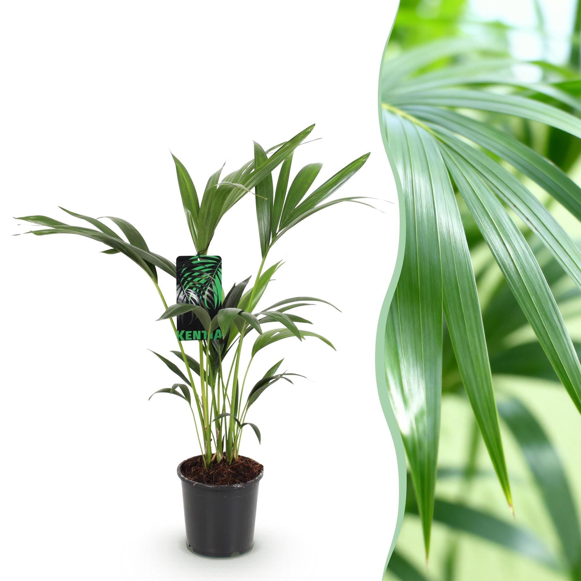 Kentiapalm - Howea forsteriana - Ø17cm - ↕70-75cm